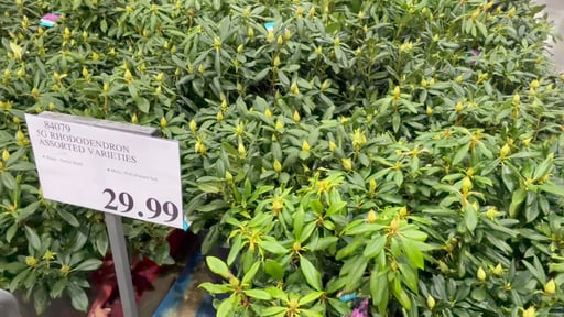 5 Gallon Rhododendron Assorted Varieties