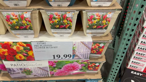 Pre-Planted Flower Bulbs in Planter 12L