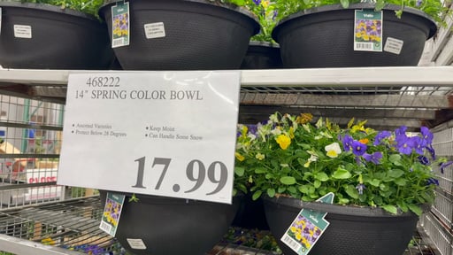 Pansy/Viola Color Bowl, Frost/Freeze Tolerant