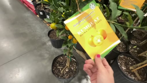 5 Gallon Kumquat Tree