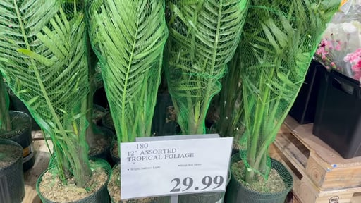 12" Tropical Foliage Assortment, 4.79 Gallon / 18.13 Liter