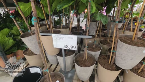 14" Ficus Lyrata Standard 6.5 Gallon/24.66L