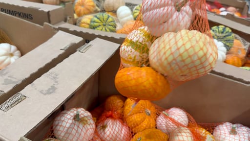 Mini Pumpkins, 5 Count