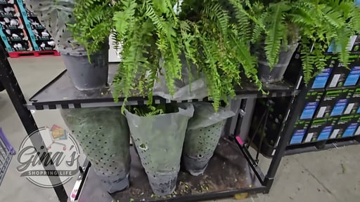 Boston Fern Hanging Basket 1.3 GAL