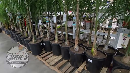Queen Palm 10.25G