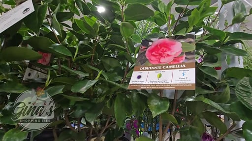 Camellia Assorted Varieties 3.2G / 12L
