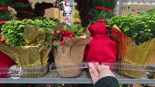 Holiday Plant Assorted Giftable 3-Pack 1.89L