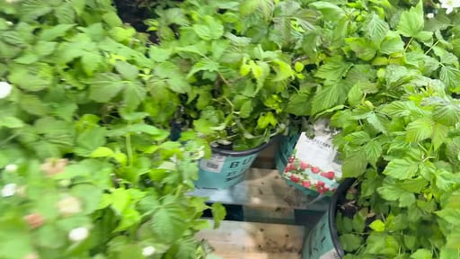 Bushel and Berry #2 Container Edible Berry Plant