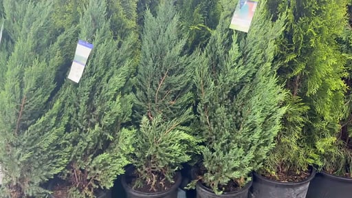 Blue Point Juniper