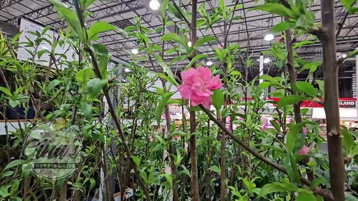 Flowering Peach Tree 3.4G/13.1L