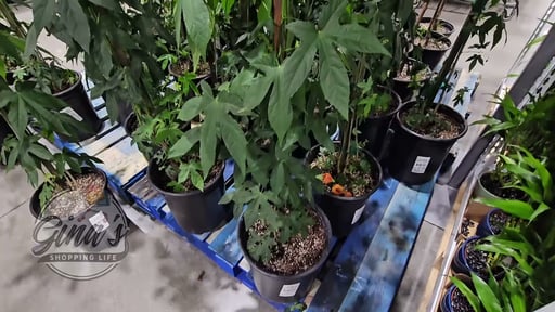 Flowering Maple 3.5 Gallon / 13.1L