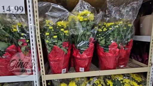 Yellow Mum Chrysanthemum 1.7 Gallon