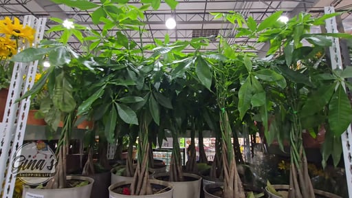 10" Braided Pachira Money Tree 7.09L/240oz