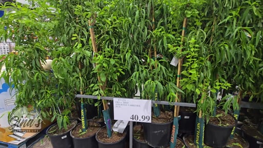 Fruit Tree Assorted Varieties 26.5L