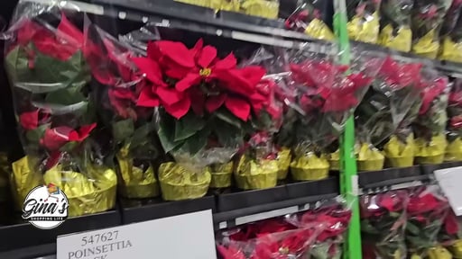 Poinsettia 4 Pack