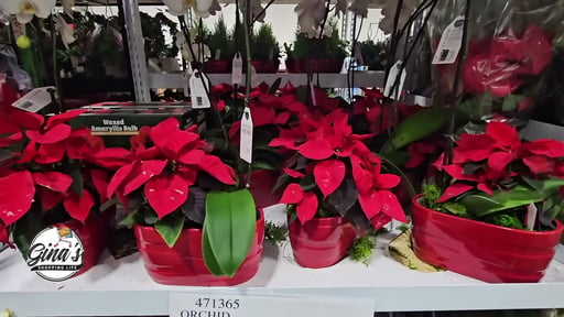 Orchid Poinsettia Garden