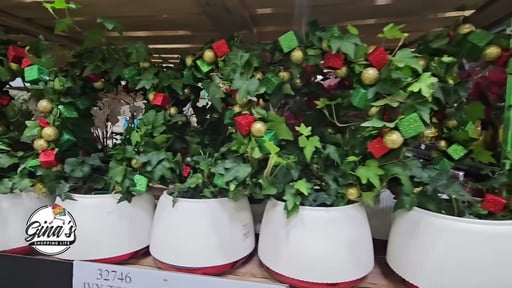 Ivy Topiary