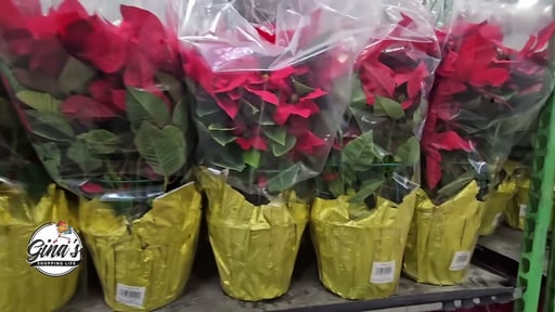 10" Poinsettia 1.81 Gal/6.85L