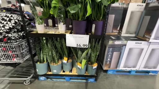 10" Assorted Foliage