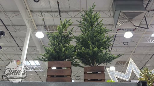 Boxed Pine Trees with Twinkle Lights, Set of 2 (4' & 3')