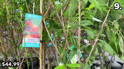 Assorted Fruit Tree Peach or Cherry