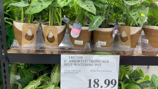 6" Assorted Tropicals Self-Watering Pot