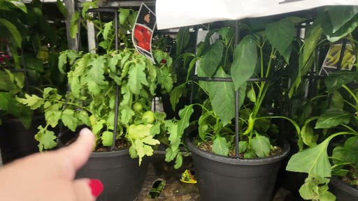 13" Vegetable Planter Assorted Varieties