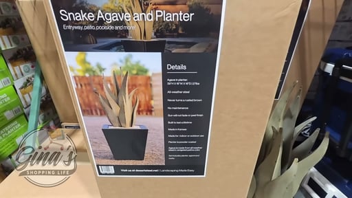 Snake Agave and Planter Set by Desert Steel