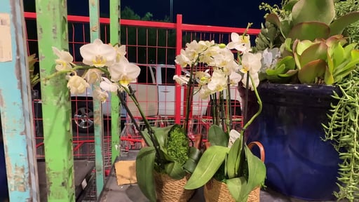 Orchid Garden Basket