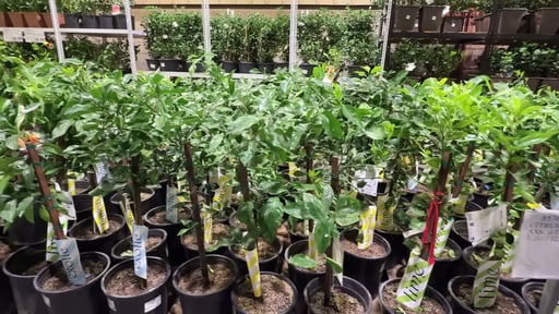 Citrus Tree Assorted Varieties