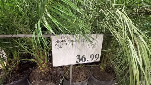 Phoenix Roebelenii Palm Tree