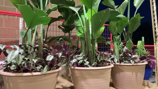 Giant Bird of Paradise Combo Planter