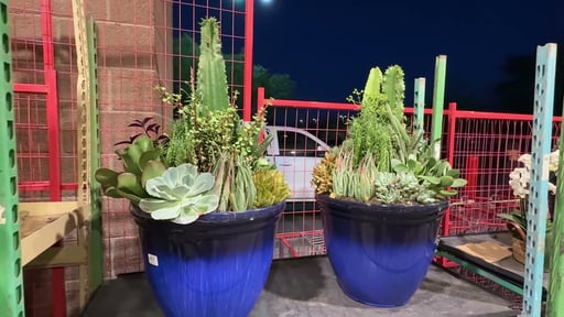 Succulent and Cactus Garden 3.5 Gallon
