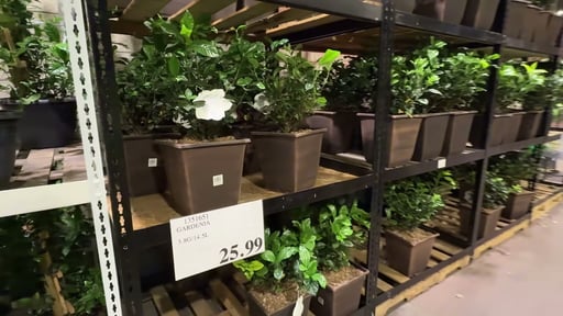 Gardenia 12" Decorative Pot (3.8 Gallon / 14.5L) (#1351651) - $24.99 (down  from $25.99)
