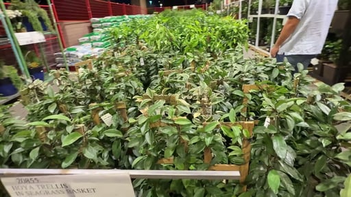 Hoya Trellis in Seagrass Basket