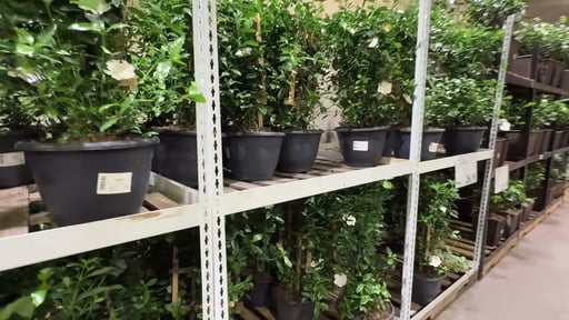 Gardenia Trellis Planter