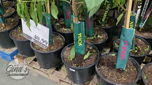 Fruit Tree Assorted Varieties 26.5L
