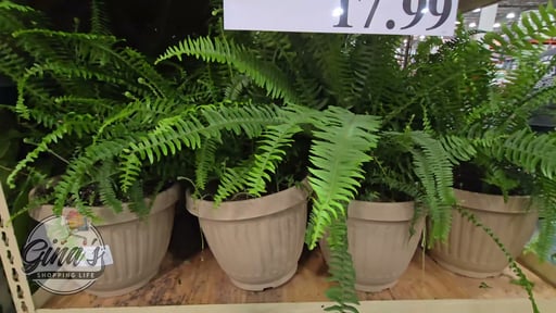 Kimberly Queen Fern Patio Ready 3.58G
