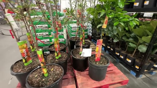 Citrus Tree Assorted (10G)