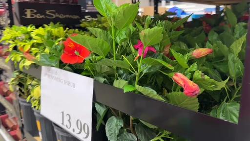 10" Blooming Shrub 6.3L / 7.57 Gal