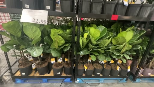 10" Lyrata Standard Fiddle Fig