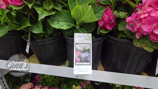 #2 Hydrangea Assorted Varieties 2.02 Gallon / 7.68 Liter