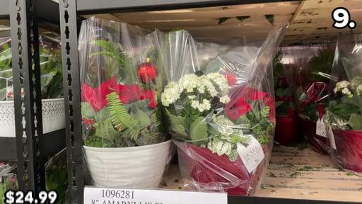 Holiday Winter Garden Amaryllis Planter