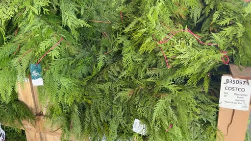 25' Fresh Cedar Garland
