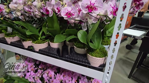 Double Pirouette Orchid