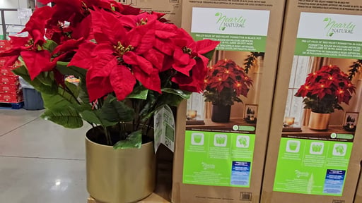 30-Inch Pre-Lit Red Velvet Poinsettia Pot