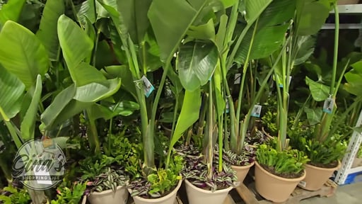 Giant Bird of Paradise Combo Planter 4.05 Gallon