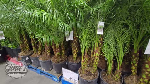Roebelenii Palm 4.95 Gallon / 18.7L