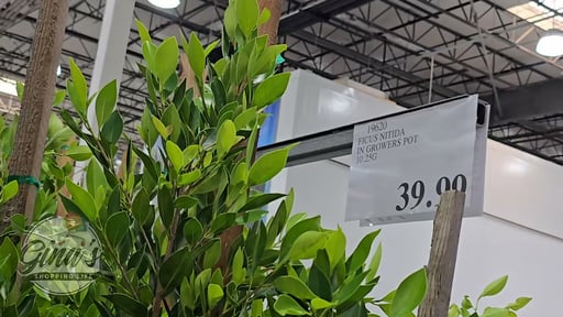 Ficus Elastica Ruby with Decorative Pot Cover, 6" Pot