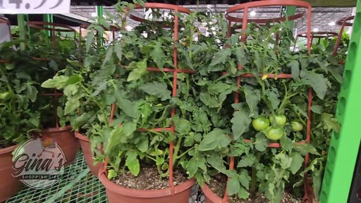 Tomato Cage 2G/7.5L